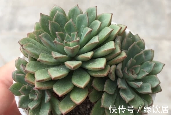 多肉密叶莲徒长不好看?教你3个小妙招,密叶莲叶片橙红美丽动人