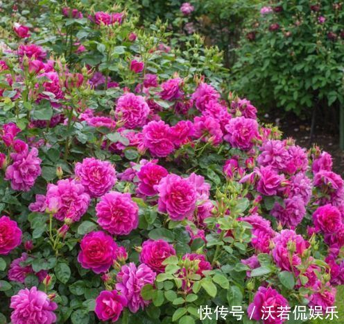 玫瑰|喜欢玫瑰，不妨试试“珍品玫瑰”安妮公主，丰腴婀娜，芳姿耀眼