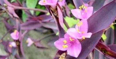 妇科病|有钱买不到此“防妇科补血仙草”，女性多食，远离妇科病，美容养血，抗衰老