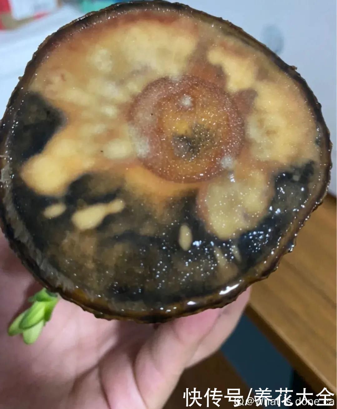 半死不活的花，扔水里，突然长疯了