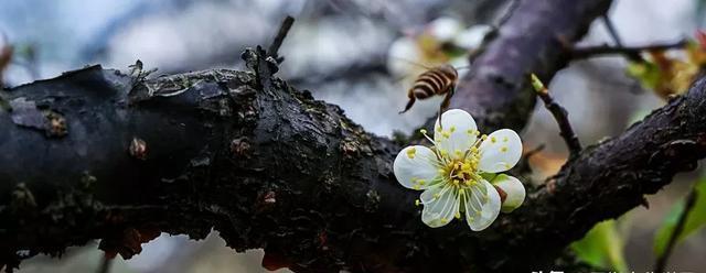  诗词|诗词丨8首佳作，标题仅1个字