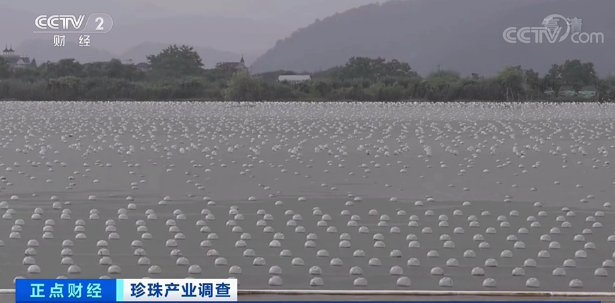 珍珠蚌|“新晋网红”来了，这个产业火了