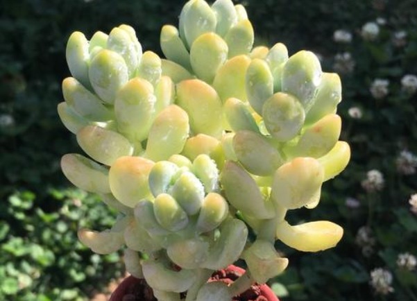 多肉天使之泪不好养教你3个妙招,轻松爆盆,叶片晶莹剔透!