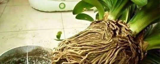 君子兰不见长、不开花“2种料”扔盆里,新芽多,一年开花2次