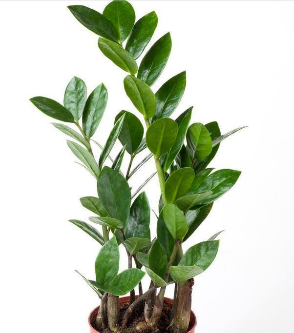 春节必买的5种花,每1种都很好看很喜庆,欢欢喜喜过大年