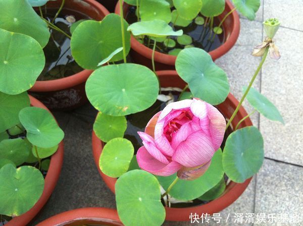 种花|养此5种花，夏季就像“水桶”，浇水越多、长得越旺