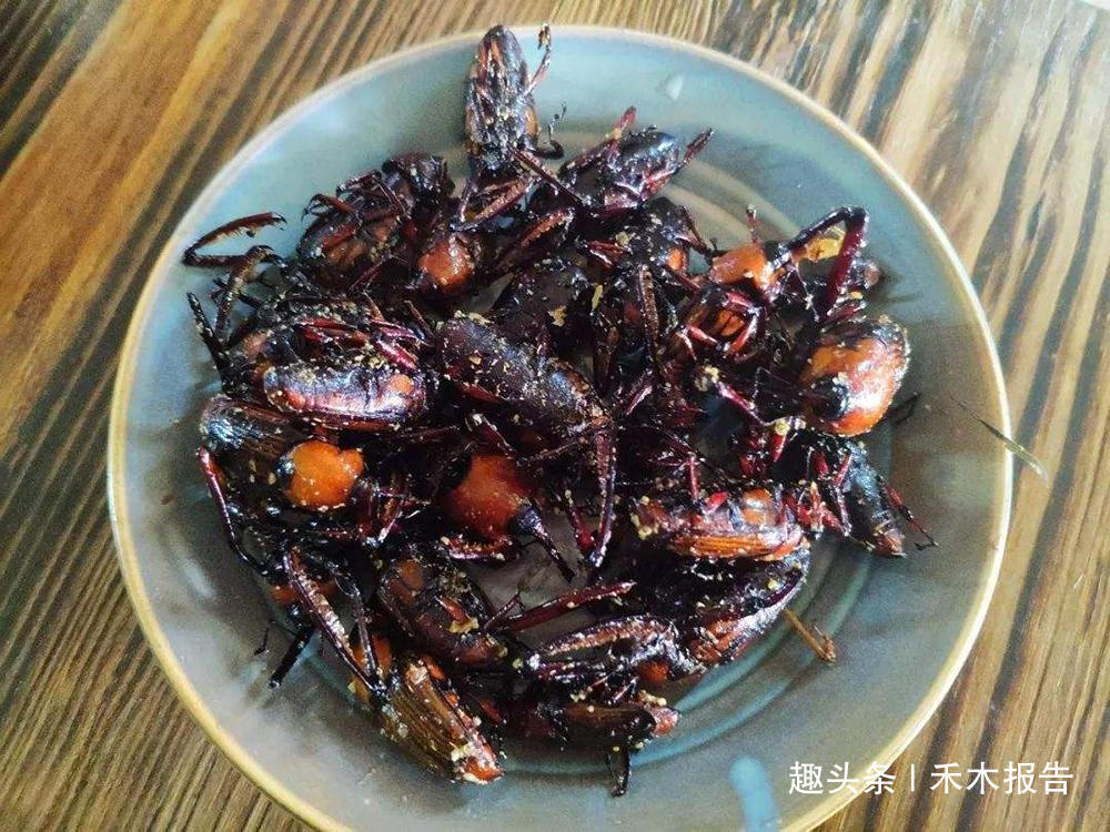 靠吃竹笋长大，儿时一抓十几只，火一烤就能吃，如今养殖2元一只