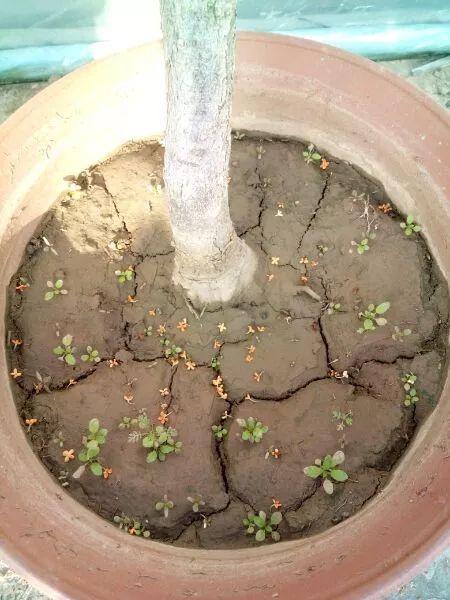 花土硬得像石头，烂根又黄叶，灌点它很快变松软，不用换土！