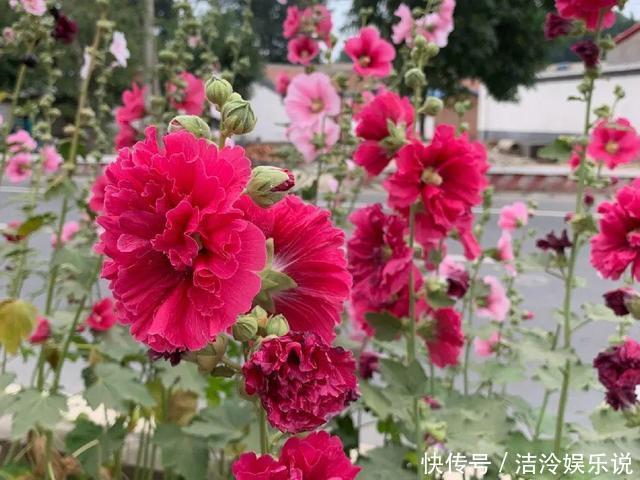 5种花最好别养,根钻得到处都是,砍都砍不尽