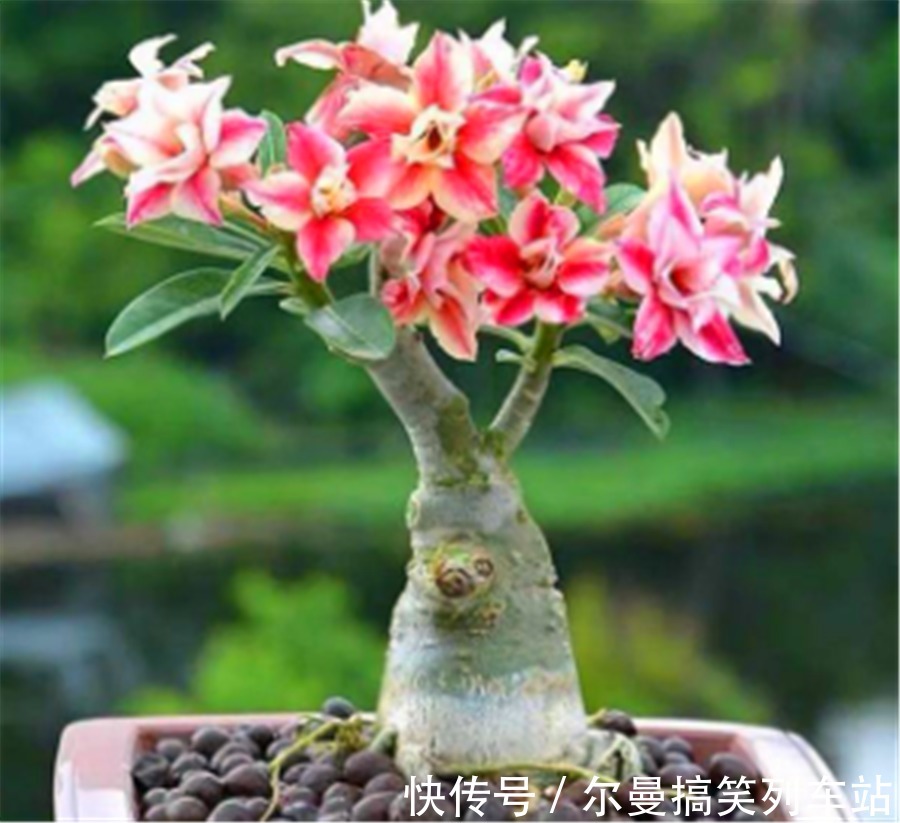 最怕积水的4种“开花之王”，懒人养护开花多，学会了四季有花赏