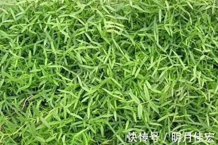 城市人|这种野菜,种子具有毒性,但它的叶子却很香,很多人应该没吃过