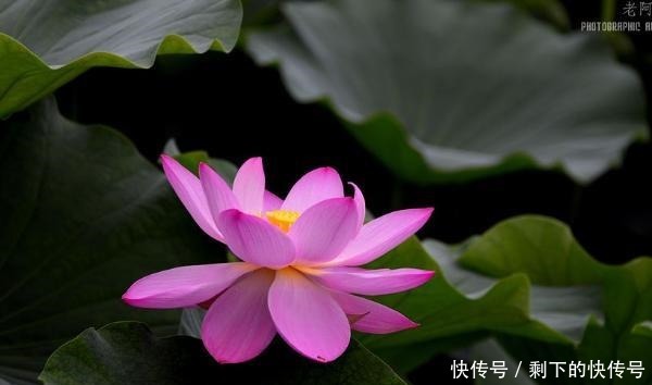 做人|“涵容以待人,恬淡以处世”,才是做人的最高境界