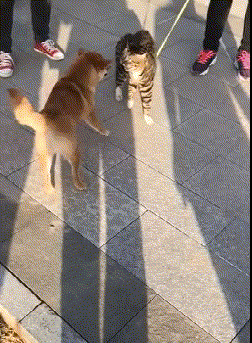 |搞笑GIF: 这也太神奇了吧 女友的鞋袜是怎么脱成这样的?