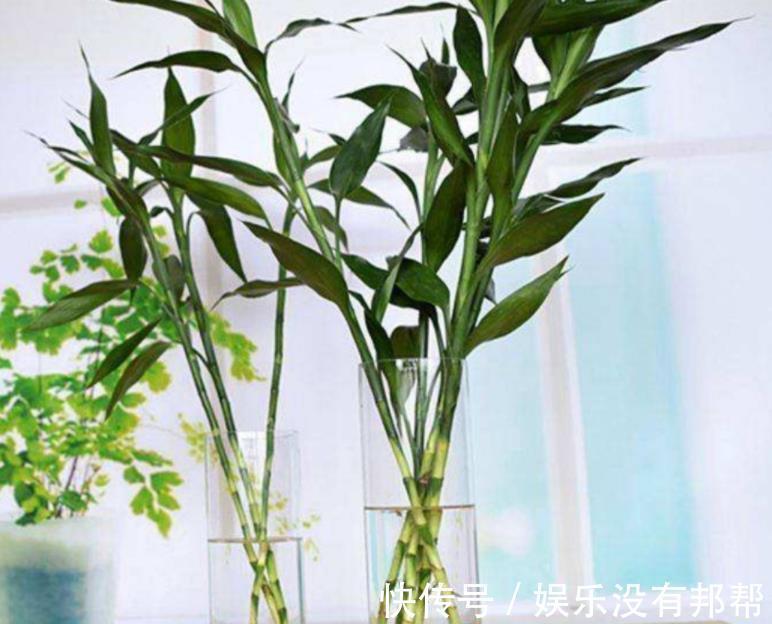 主干|水培富贵竹,春节前后养不活,聪明人都玩养成,在夏秋入手