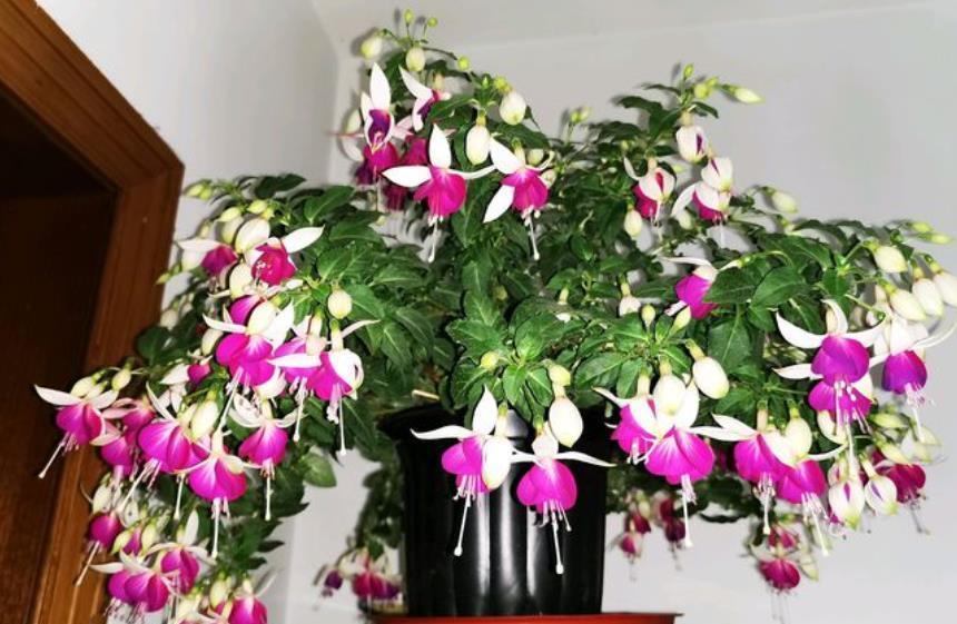 耐阴花|北阳台空荡荡不好看?摆上5种耐阴花,不晒太阳也能绿油油