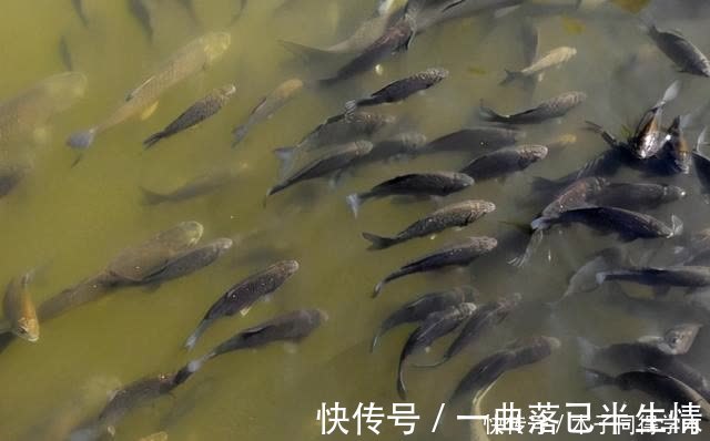 时机|传统钓抬竿时机的把握,增加鱼获只需掌握这几点