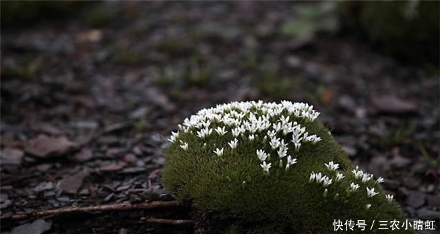  价值|大山里的野生植物, 10年成材, 外形不起眼, 被称之为“人界仙草”