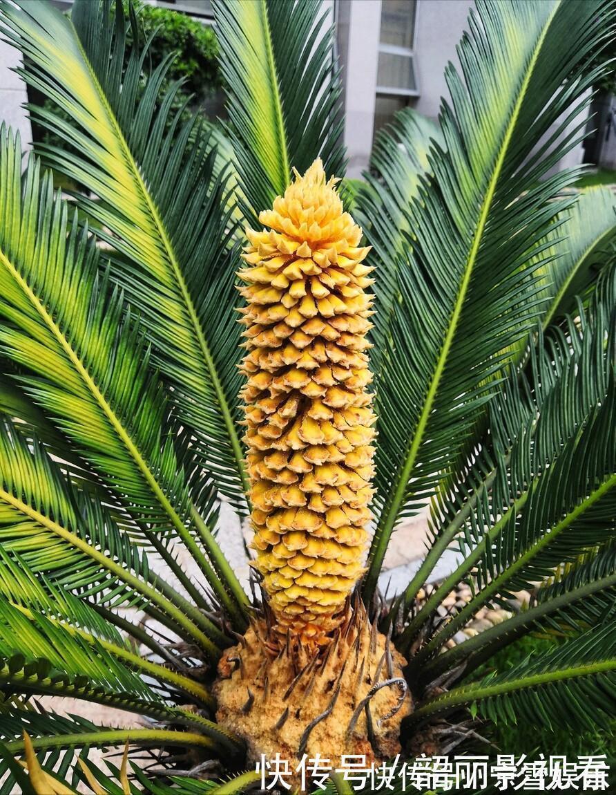 龙舌兰|3种霸气“吸毒”花,“镇宅旺财”,但是有毒,养花要知道