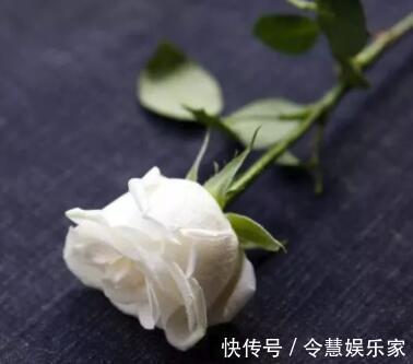 玫瑰花，最美的“4种”，随便养一盆，比香水好闻，比牡丹更好看