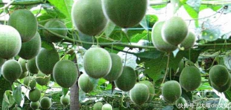 降壓|糖尿病最怕的1種食物,每天吃一點(diǎn),降壓降血糖清熱利尿!