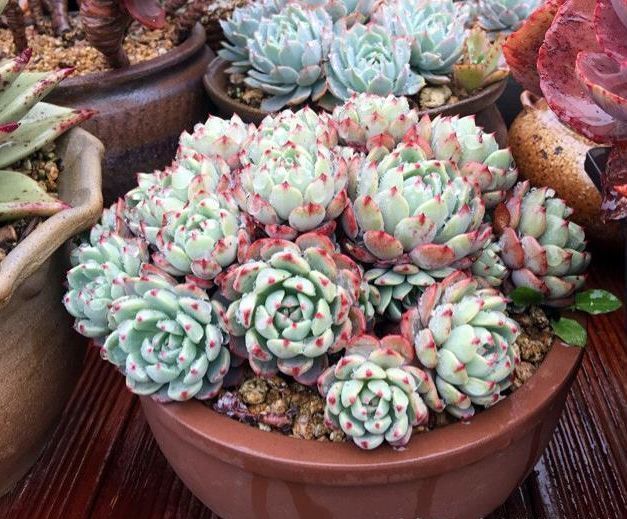 种植多肉植物这样选择植料和花盆，根系生长健壮，多肉长不停