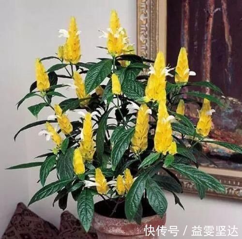 吊兰|5种净化空气的花，扫光室内“甲醛、二手烟”，养在客厅美极了