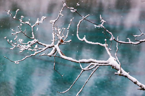 九寨沟迎来春雪 蓝白呼应造就梦幻冰雪世界