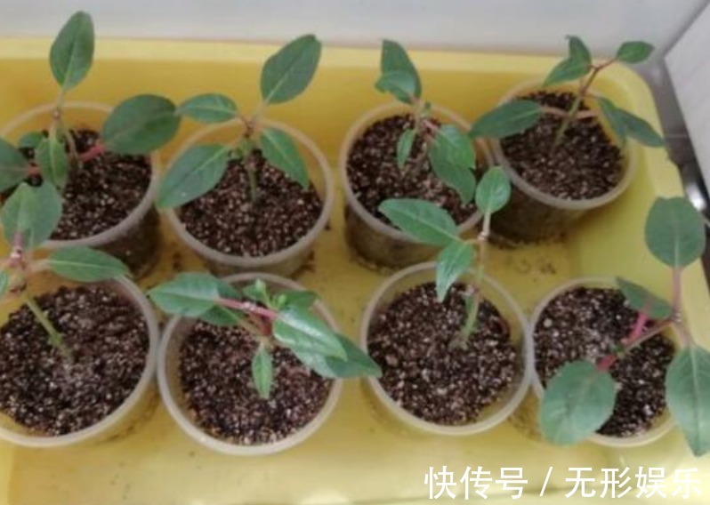 4种花“随手”掐根枝，插土里就活，7天生根，立夏花开爆满盆！