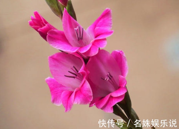 世界四大切花$此花葉似長劍,由于其與眾不同的婀娜風姿,展現出風韻不凡的氣質