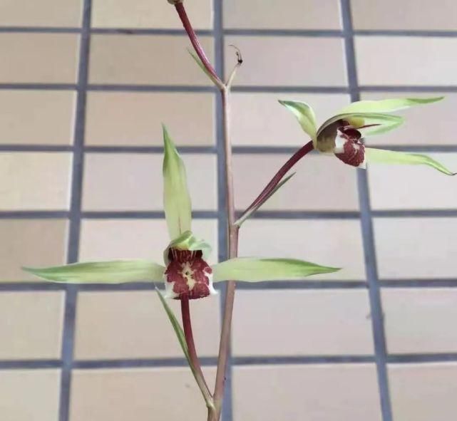 丸姬|日本寒兰欣赏