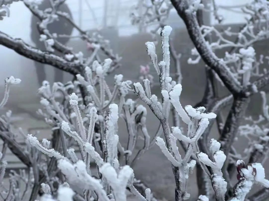 括苍雾凇|临海括苍雾凇 ｜ 今年的你，来得比往年早一些