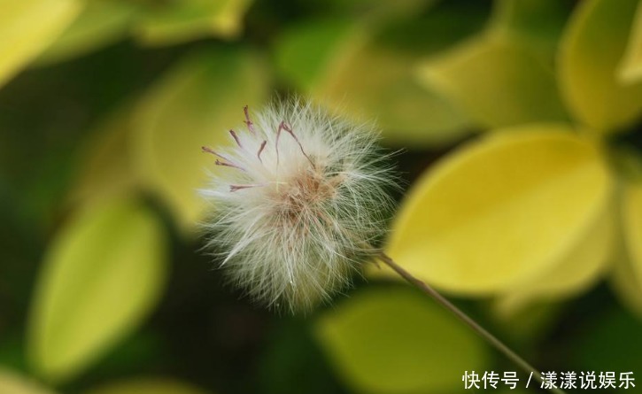 濕氣|蒲公英和此物一起泡,肝干凈了,濕氣沒了,皮膚更細膩