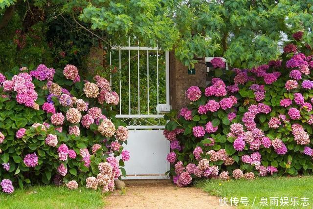 天竺葵|5种花不用管,盆栽地栽都好养,自己就能长成大花球,花开还惊艳