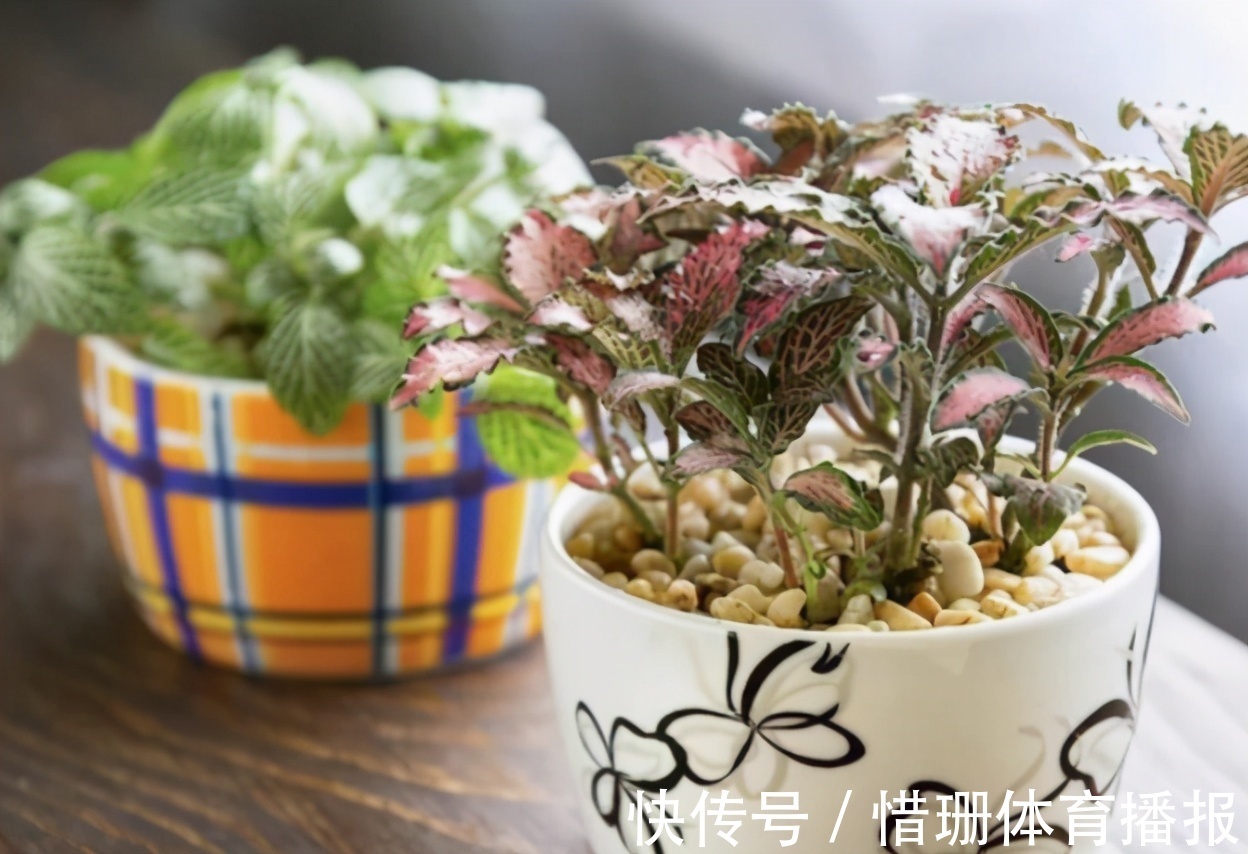 喝茶|喝茶养生,剩下的渣渣别丢,拿来制肥养花,用对方法事半功倍