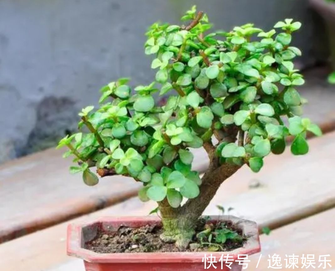 玉树|2种植物长得快，三五年养成老桩，越养越值钱