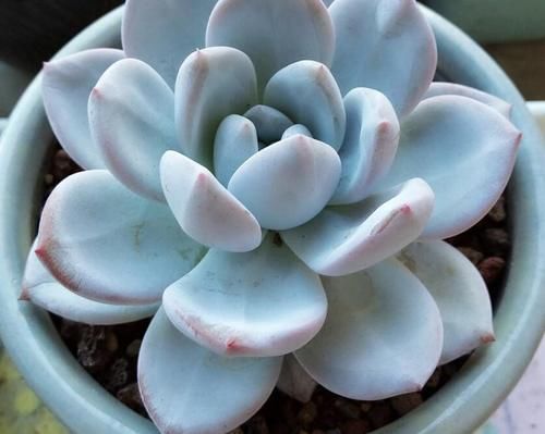 这些年“懒养”多肉的人都后悔了吧，毕竟满足这些植株才长得美