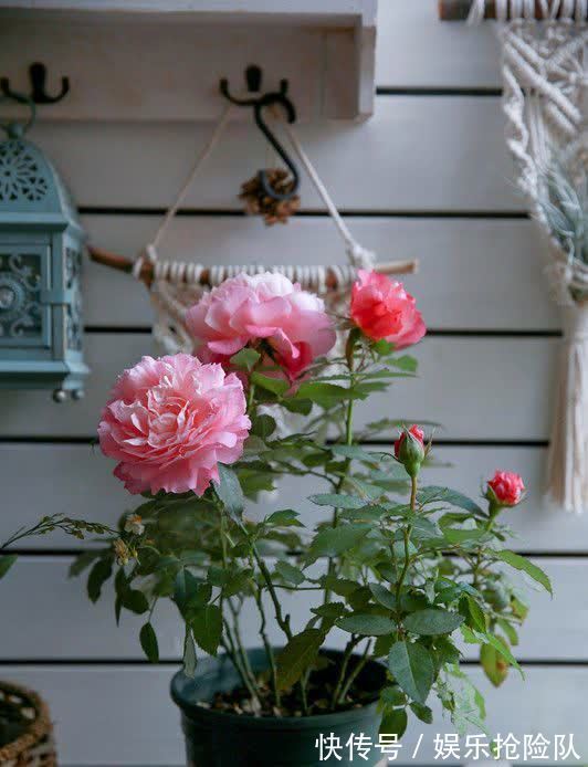 月季|养月季首选海神王阳台，9月把握住4点，花开一茬挨着一茬