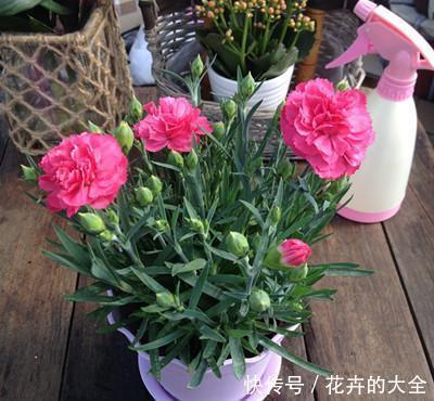 此7种健康花,养家里空气清新病菌少,看看你家有吗