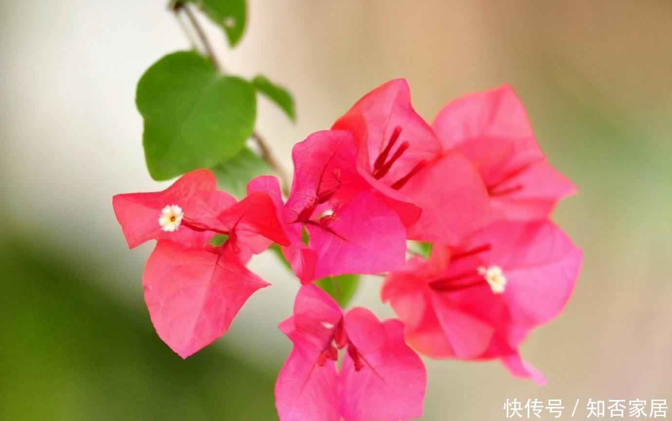 缓释肥|初冬扦插的三角梅,做好这两点,平稳度过一冬天