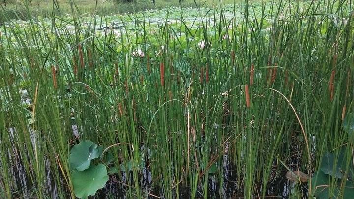 蒲草&青未了/董国宾：香蒲草