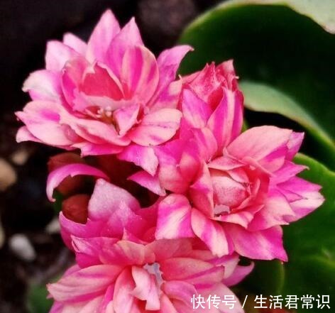 聪明人都养“6种花”,空气清新“病菌少”,老人孩子少生病!