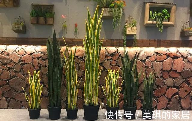 具状|虎皮兰进入8月经常“饿”,从三个方面喂饱它,才爱出小芽