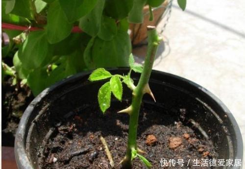 扦插成活|3种漂亮花,一根枝条插一盆,一盆变多盆,养成小花园!