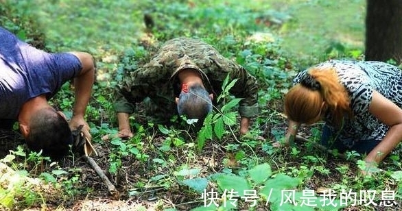 野山参|宽甸发现“人参王”,挖了两天才挖出来,专家很