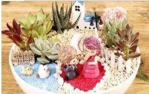 这5种多肉植物,便宜又好养,一不小心就会爆盆