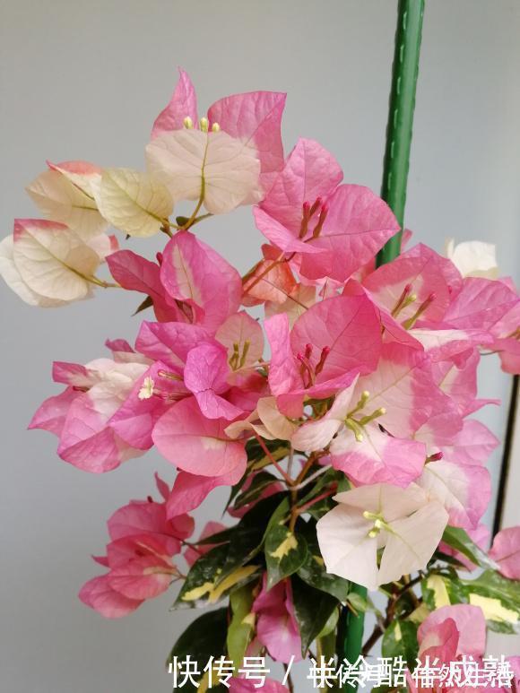 三角梅这些品种最勤花，一年四季开不停，花多得不见叶！