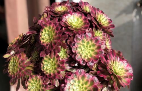 法师多肉一碰就掉叶子?两种原因和对应的处理方法,看看就学会了