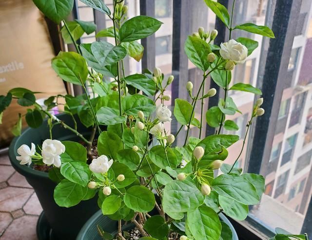 茉莉花开败后，这样剪，再施点“猛肥”，新芽不断冒，开花一茬茬