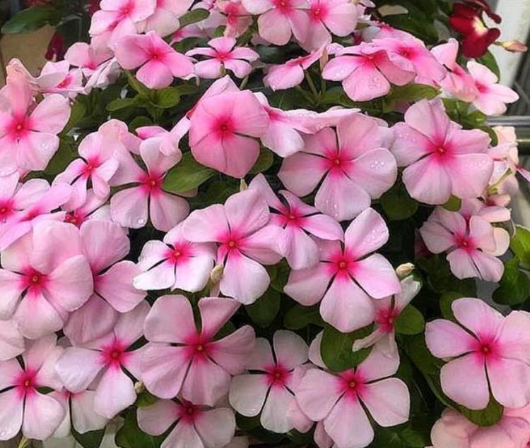 养花不好养,此种花卉,丢在阳台不管不问就爆盆,阳台秒变花海