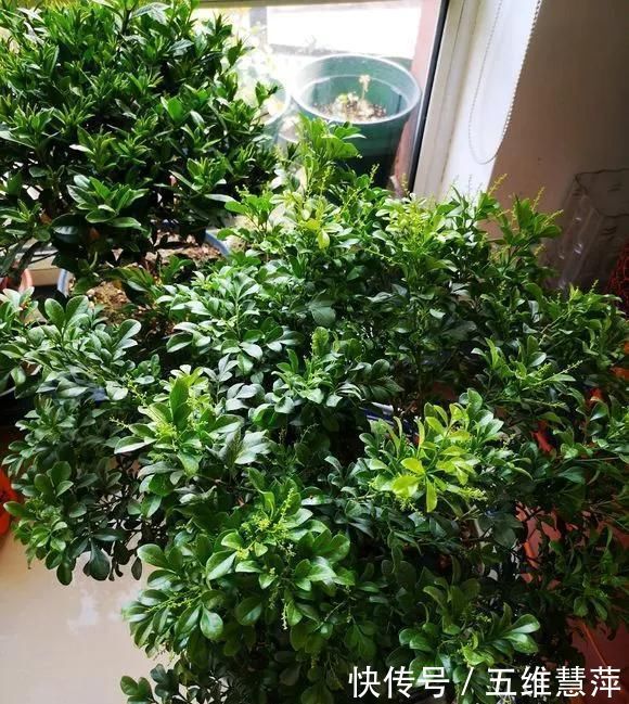 这6种花儿爱吃酸,每月1勺“酸水”,花苞满盆看不见叶